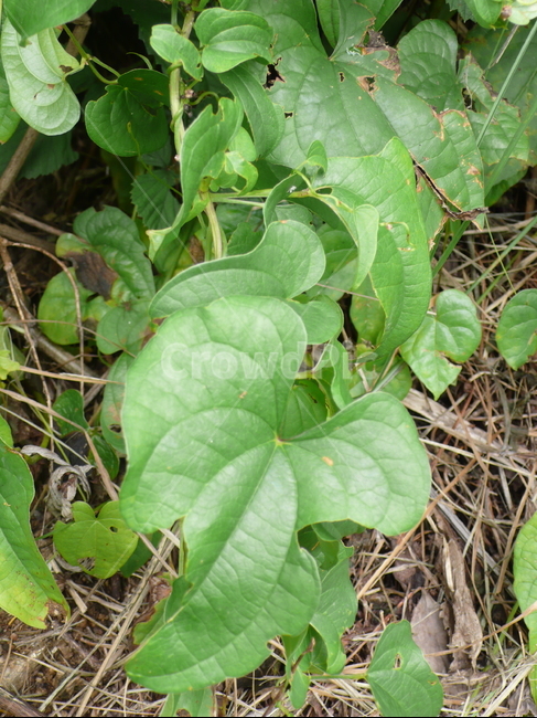 덩굴식물,마,산,여름,약초,식물,자연,식물,자연,plants,nature
