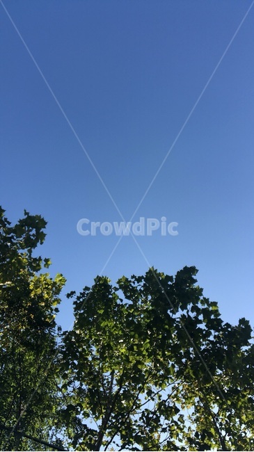 tree,나무,plant,식물,sky,하늘,nature,자연,풍경,배경,background,식물,자연,plants,nature,나무,trees,wood