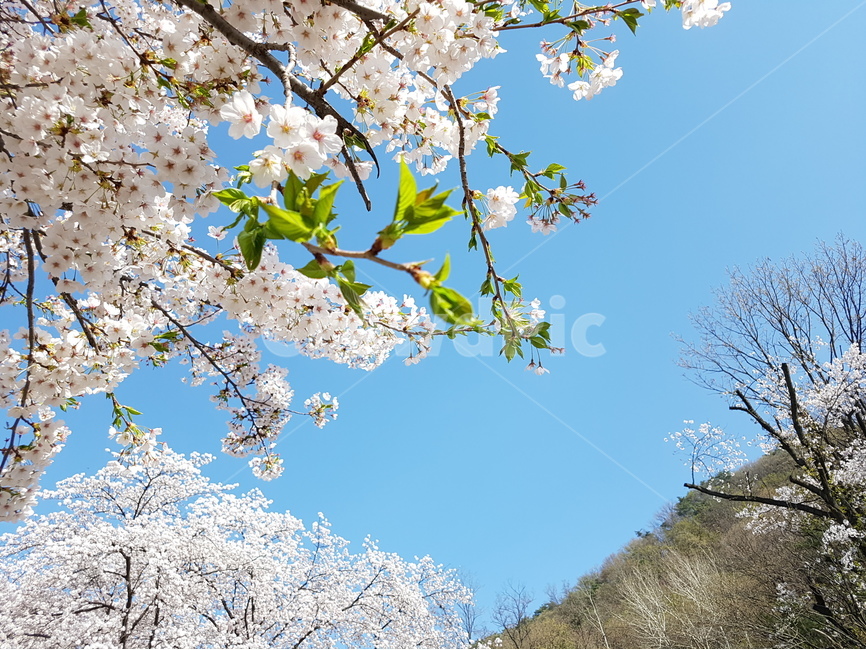 봄,spring,꽃,벚꽃,flower,cherryblossom,식물,새싹,bud,풍경,landscape,plant,날씨,weather,하늘,sky,자연,nature,봄,계절,spring,season,식물,자연,plants,nature,꽃,flower,blossom,cherry blossom