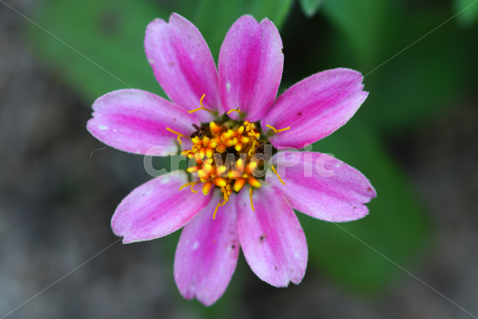 백일홍,꽃,플라워,자연,식물,가을꽃,가을,crapemyrtle,zinnia,flower,nature,plants,autumn,fall,10월,october,식물,자연,plants,nature,꽃,flower
