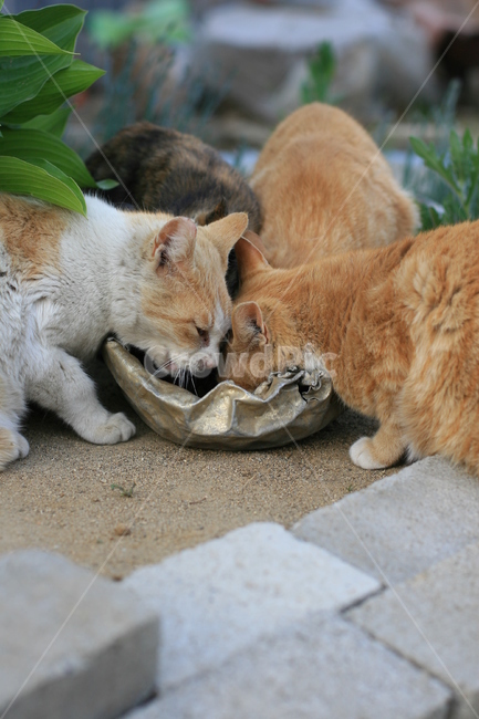 고양이,네마리,cat,식사중,반려동물,애완동물,pet,animal,포유류,동물