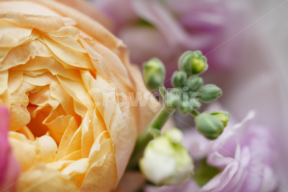 꽃,축하,꽃다발,식물,flower,색감,컬러,플라워,접사,감성,생물,감사,마음,꽃,flower