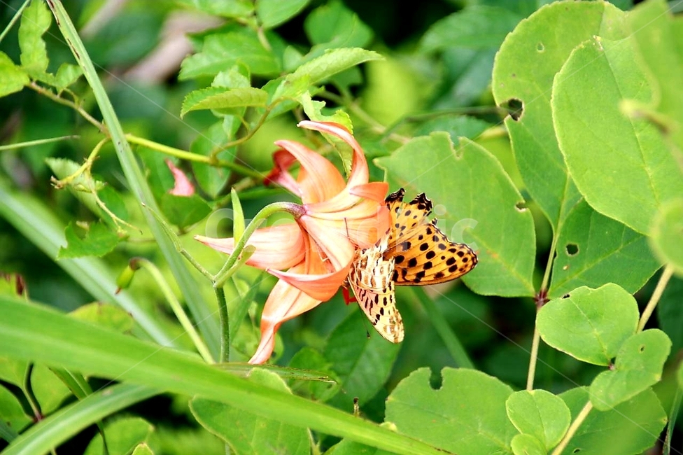 꽃,식물,호랑나리,호랑나비,여름,식물,자연,plants,nature,꽃,flower