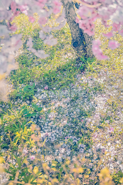 공원,잔디,꽃,벚꽃,꽃입,힐링,따듯,감성,나무,그림자,화사,식물,자연,plants,nature,꽃,flower