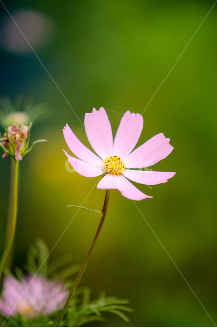 코스모스,가을,핑크,노랑,가을꽃,가을,계절,fall,autumn,season,식물,자연,plants,nature,꽃,flower,감성,sensible,feeling,plant,daisies,데이지,blossom,daisy