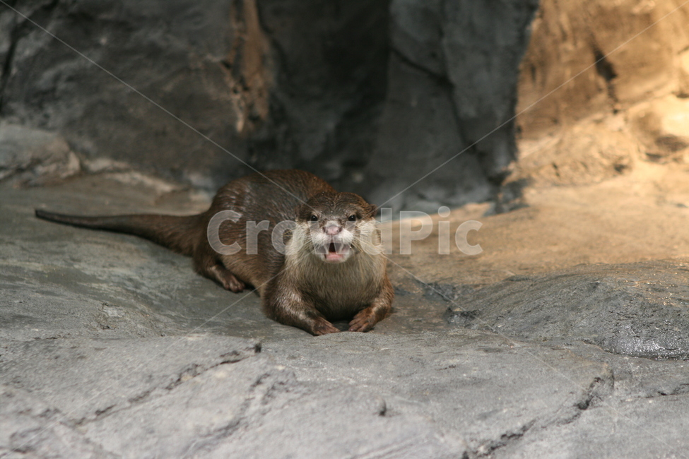동물,수달,모피동물,포유동물,천연기념물,otter,동물,animal,포유류,mammal