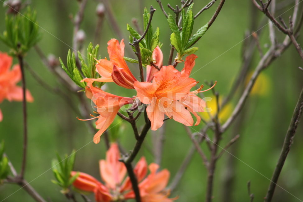 철쭉,봄,진달래과,rhododendronschlippenbachii,royalazalea,꽃