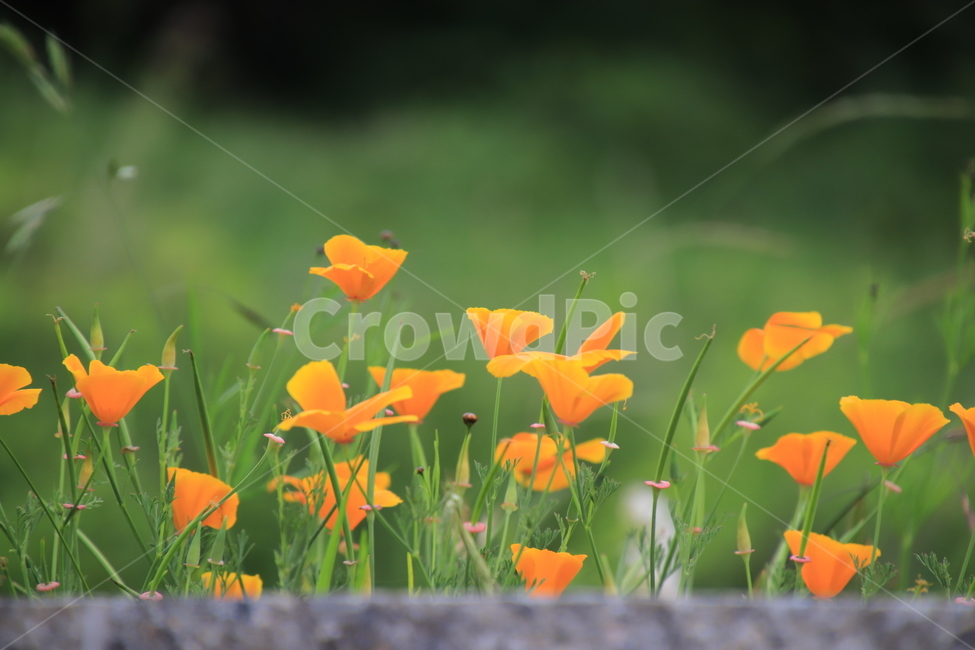 식물,꽃,양귀비,노랑,화단,식물,자연,plants,nature,꽃,flower