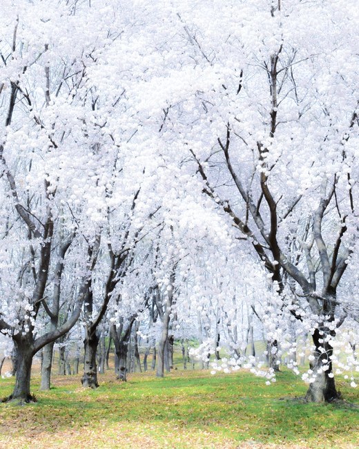tree,나무,plant,식물,벚꽃,경주,봄,벚꽃나무,4월,봄,계절,spring,season,자연,풍경,nature,landscape
