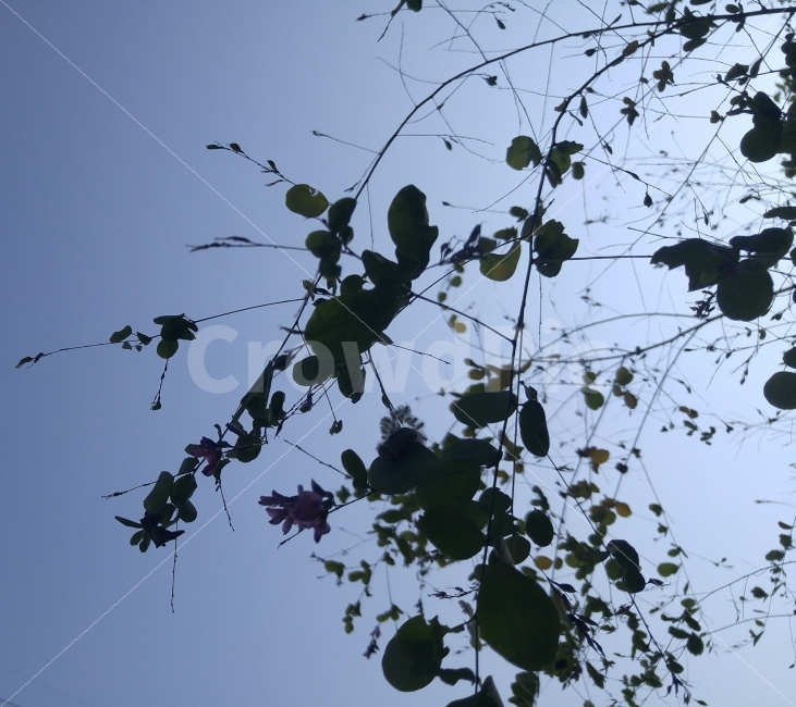 꽃,싸리나무,하늘,흑백,감성,가을,이미지,식물,자연,plants,nature