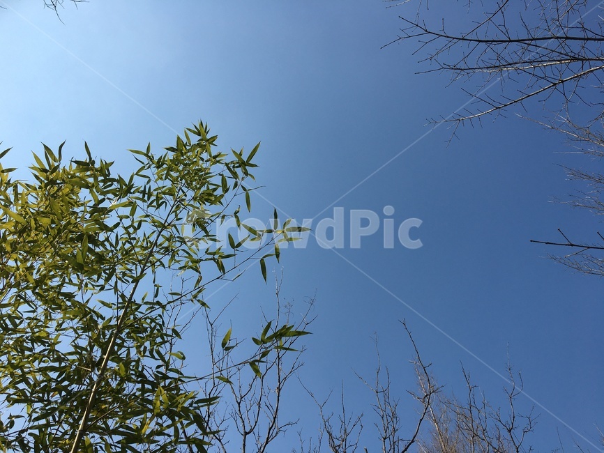 자연,하늘,나무,식물,대나무,대나무잎,나뭇가지,초록색,nature,sky,tree,plan,bamboo,green
