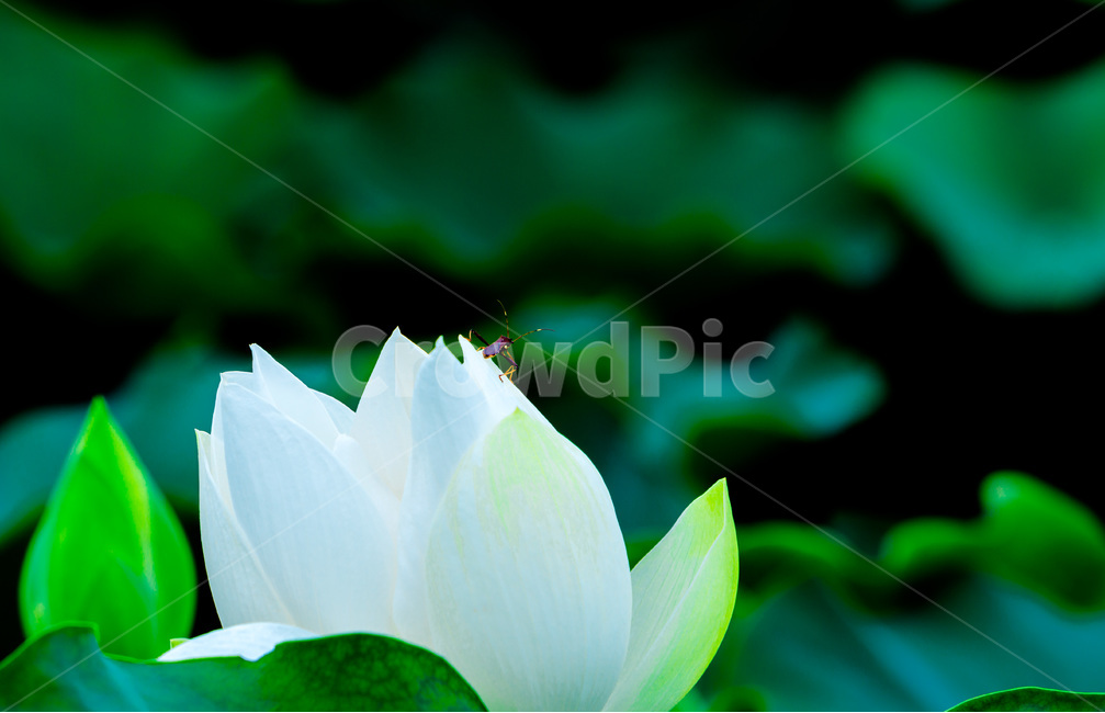 연꽃,문양,무늬,연잎,습지,식물,자연,plants,nature,꽃,flower,동물,animal,곤충,벌레,insect,bug