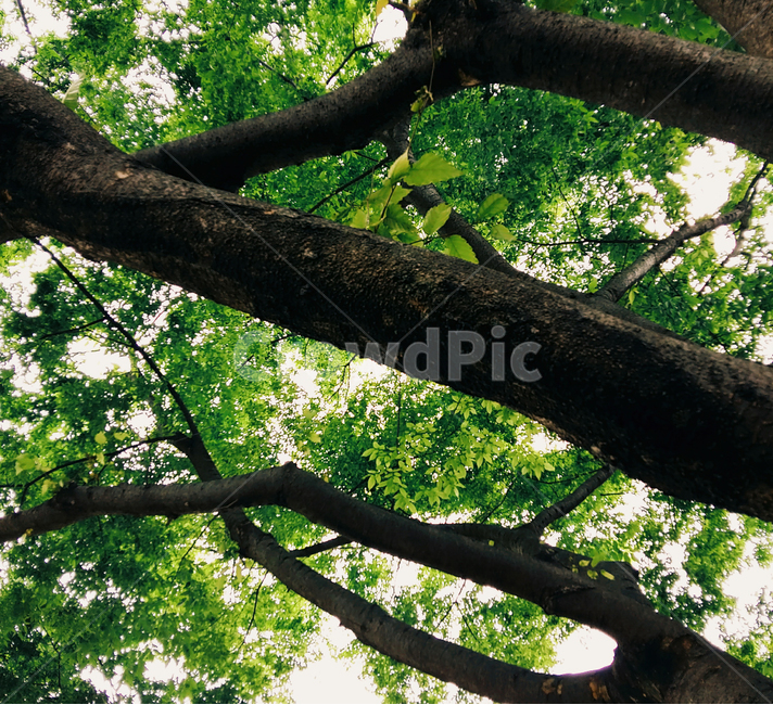 나무,나뭇가지,green,여름,summer,여름,계절,summer,season,식물,자연,plants,nature,나무,trees,wood,휴식,힐링,rest,relaxation,healing,tree,tree trunk,나무 줄기,plant