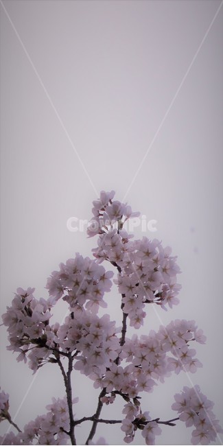 벚꽃,cherryblossom,봄,spring,벚나무,봄맞이,가지,꽃나무,cherryflower,cherrytree,blooming,배경