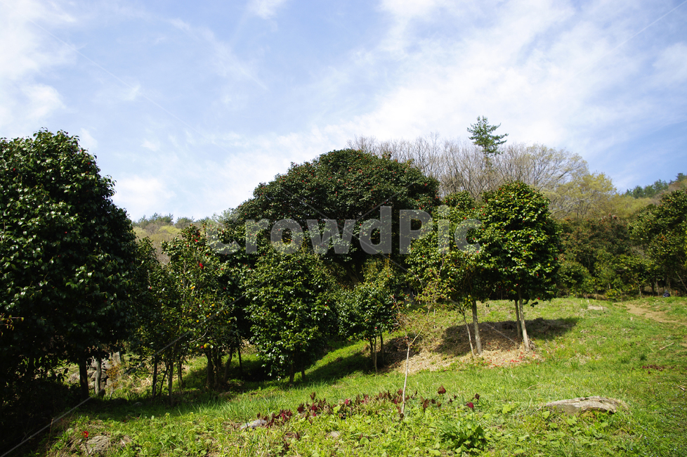 동백나무,동백꽃,낙화,꽃,flower,계절,봄,spring,하늘,구름,숲,자연,풍경,nature,landscape,grassland,목초지,field,들,outdoors,옥외,rural,농촌,farm,농장