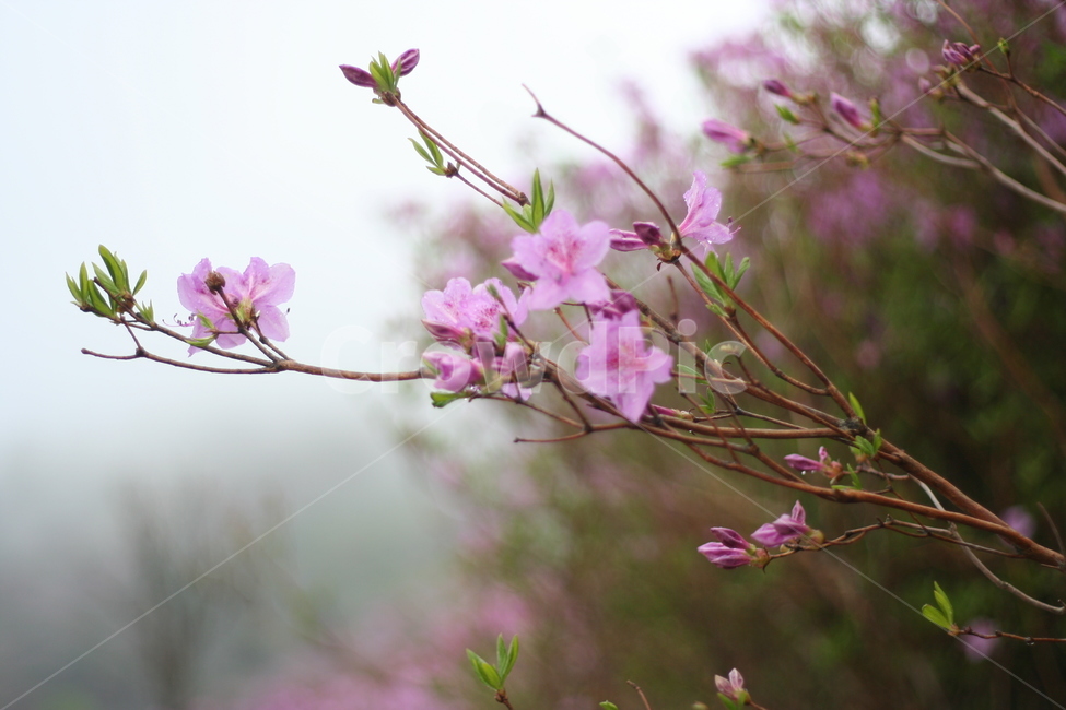 봄,비,봄비,철쭉,사랑의기쁨,봄,계절,spring,season,식물,자연,plants,nature,꽃,flower,plant