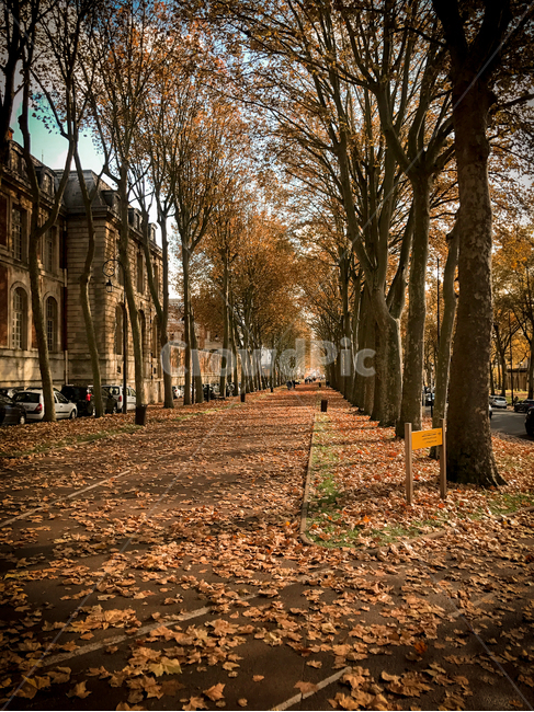 가을,낙엽,나무,식물,통로,나무줄기,tree,path,plant,treetrunk,가을,계절,fall,autumn,season,tree trunk,나무 줄기