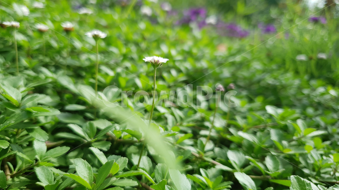 plant,식물,정원,꽃,garden,흰색꽃,small,flower,white,green,자연,풍경,식물,자연,plants,nature,꽃,flower
