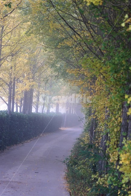 가을,은행나무,단풍,낙엽,나무,자연,식물,풍경,안개,자연풍경,감성,nature,fall,autumn,trees,yellow,은행나무길,green,가을,계절,fall,autumn,season,weather,날씨,outdoors,옥외
