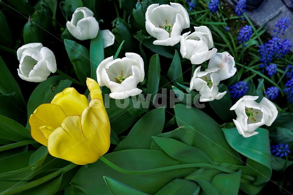 튤립,봄,bloom,꽃,식물,자연,화사함,꽃향기,tulip,colorful,floral,flower,gardenflowers,happymind,life,nature,plant,spring봄,spring,식물,자연,plants,nature,꽃,flower