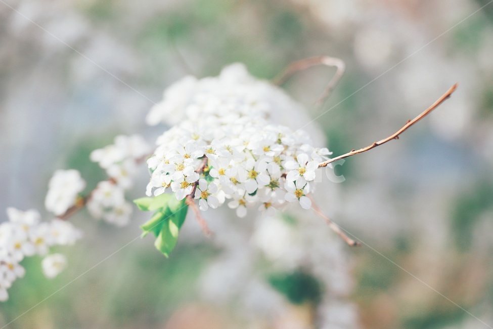 꽃,공원,흰색,감성,빛,식물,자연,plants,nature,꽃,flower