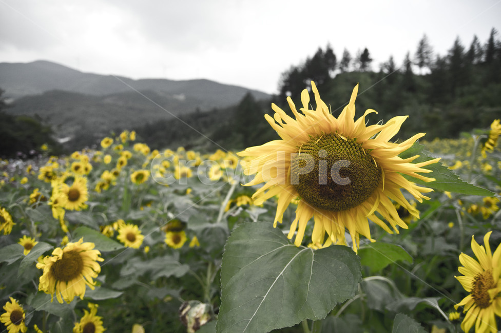 해바라기,꽃밭,태백,여름,꽃,flower,노란꽃,nature