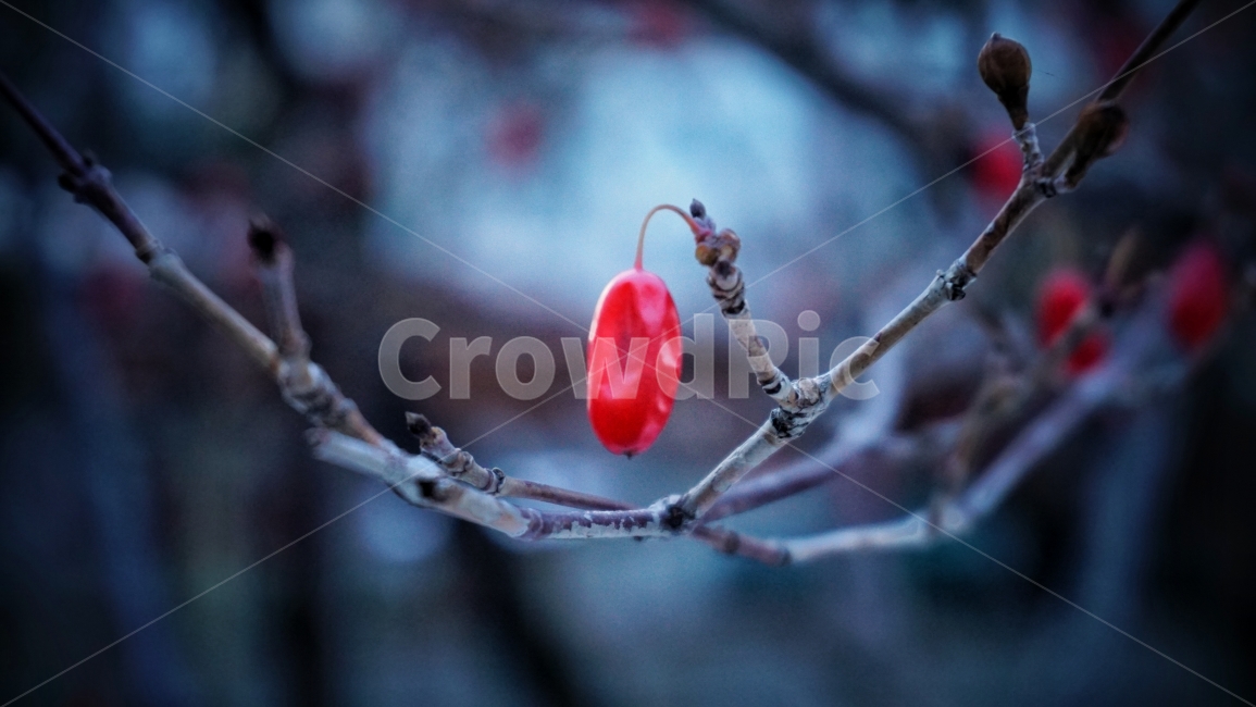 산수유,붉은,열매,겨울,나무,계절,자연,비네팅,red,fruit,winter,tree,식물,plant,nature,접사,식물,자연,plants,nature,과일,열매,fruit,감성,sensible,feeling