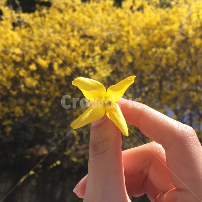 개나리,꽃,봄,노란꽃,분위기