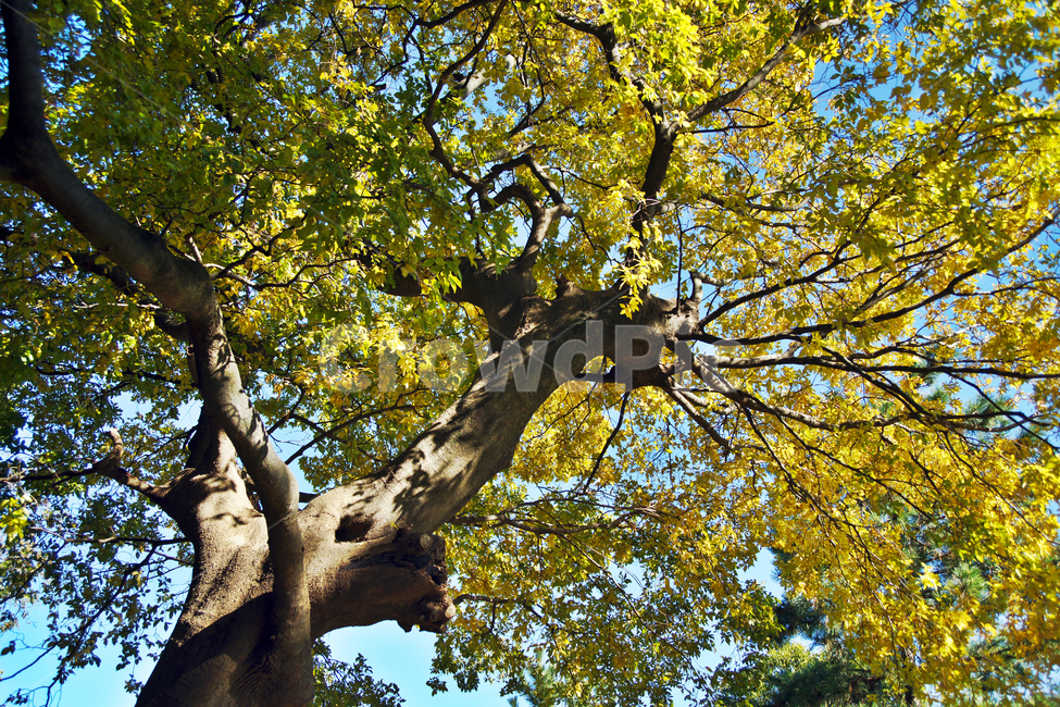 팽나무,가을,노란잎,거목,느릎나무과,포구나무,당산나무,가을,계절,fall,autumn,season,식물,자연,plants,nature,나무,trees,wood,tree,plant,tree trunk,나무 줄기