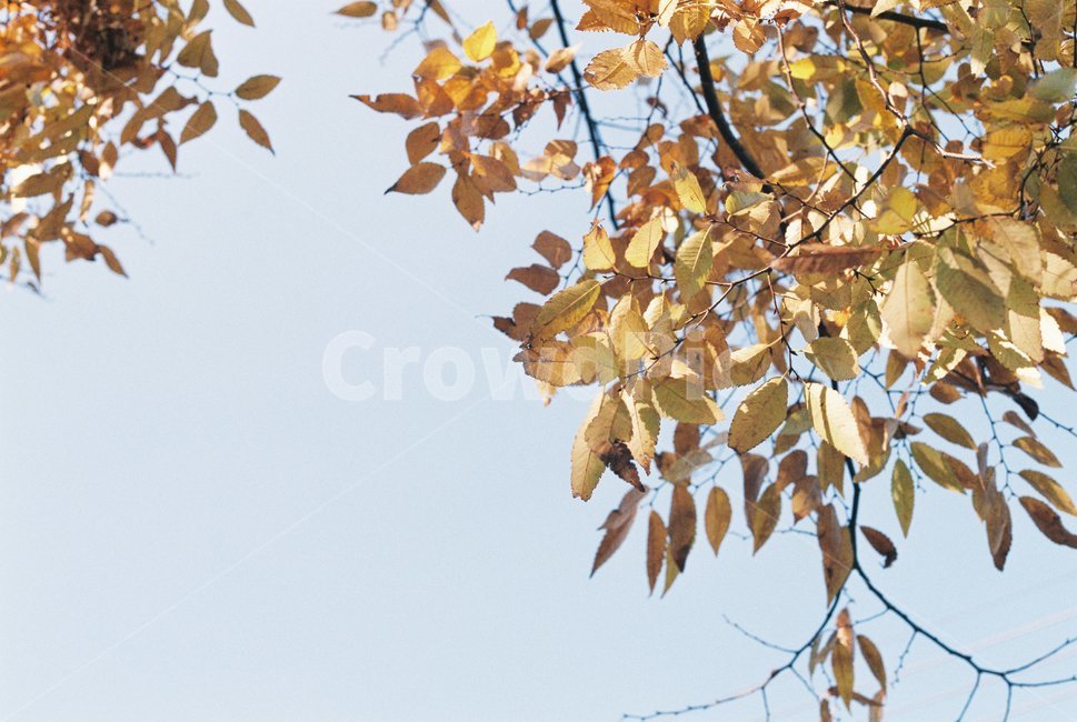 가을,나무,단풍,가지,낙엽,노란색,가을나무,autumn,쓸쓸함,계절,yellow,sky,하늘,tree,maple,leaf,가을,계절,fall,autumn,season,plant,식물,잎