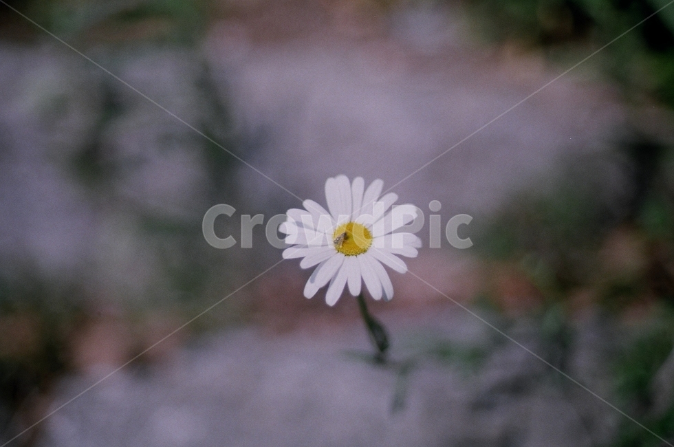 꽃,flower,자연,nature,봄,sping,film,필름사진