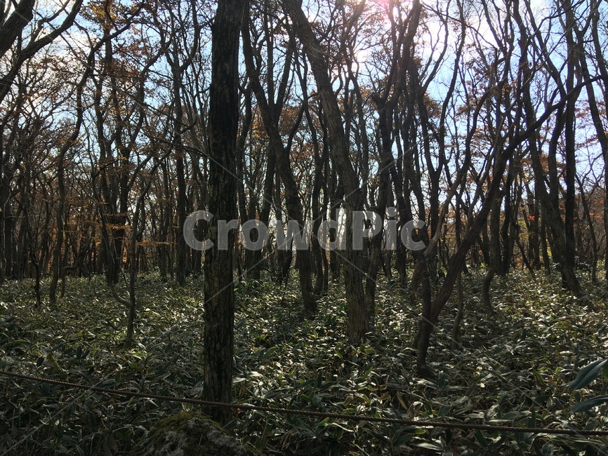제주,한라산,나무,산림,가을