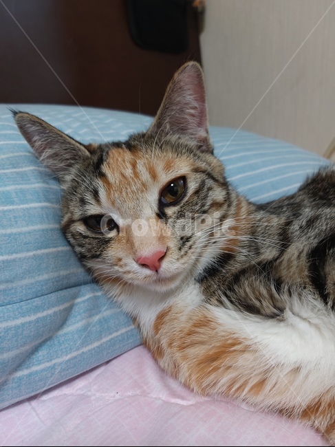 pet,동물,mammal,애완동물,cat,포유류,고양이,animal,동물,animal,포유류,mammal,고양이,cat,kitten,kitty