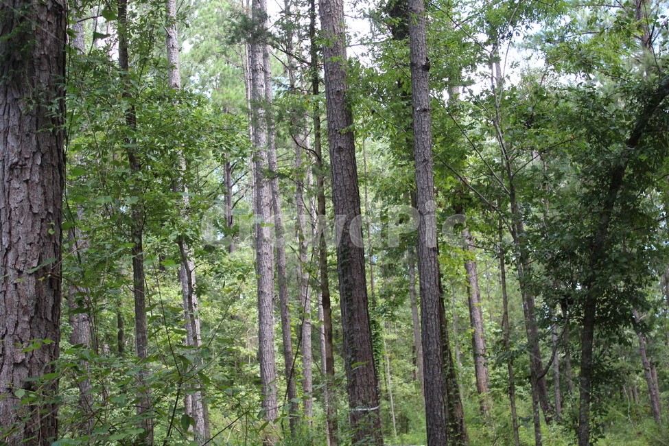 풀,초록색,잎,나뭇잎,plant,식물,삼림지,나무,tree,숲,forest,nature,자연,land,땅