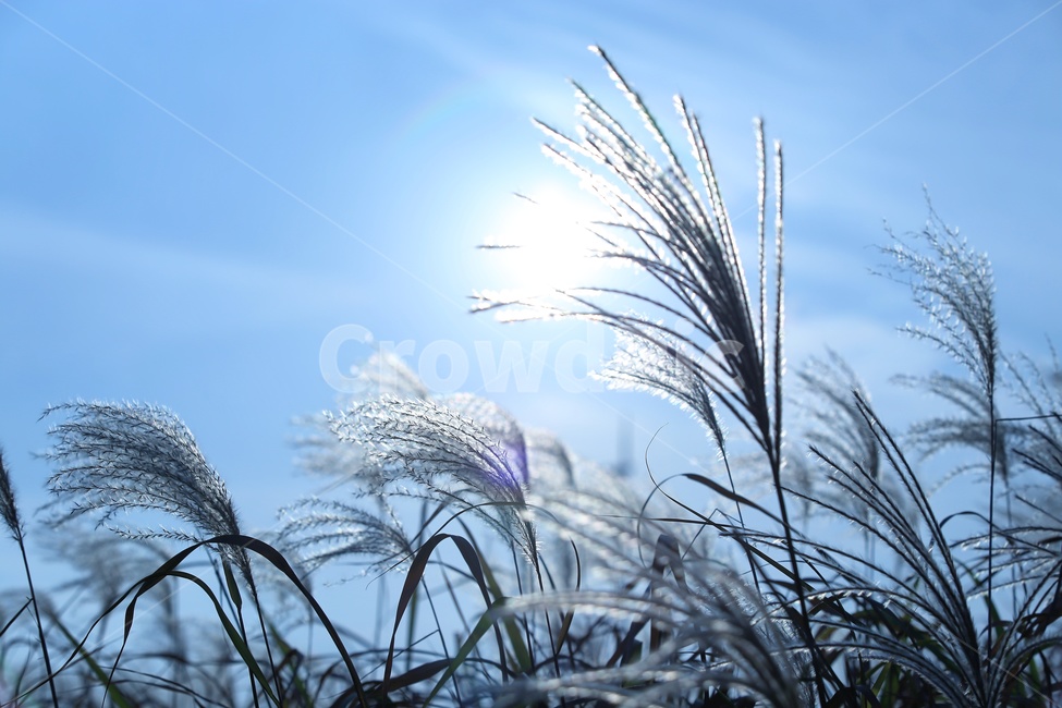 억새,해,자연,하늘,가을,여행,하늘공원,파란,구름,sun,nature,blue,sky,autumn,fall,가을,계절,fall,autumn,season,식물,자연,plants,nature,감성,sensible,feeling,plant,grass,잔디,lawn,reed,갈대