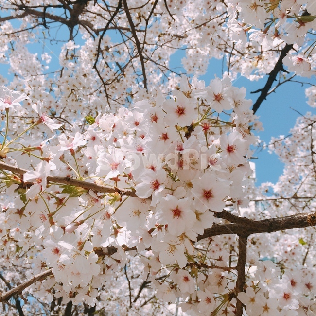 꽃,봄,하늘,벚꽃,자연,flower,spring,sky,nature,cherryblossom