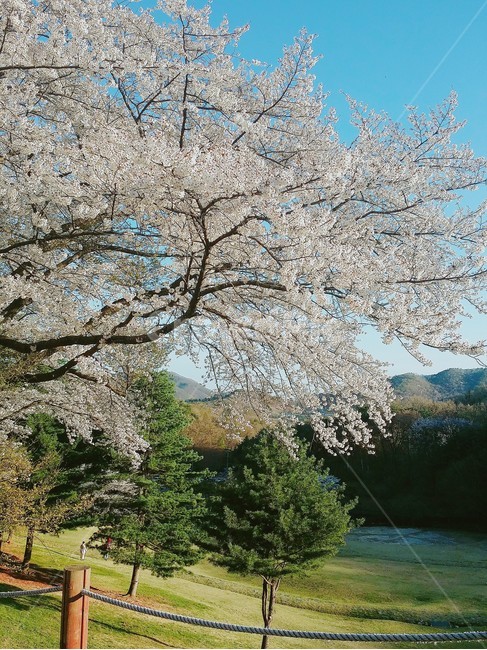 벚꽃,봄,풍경,자연,벚꽃나무