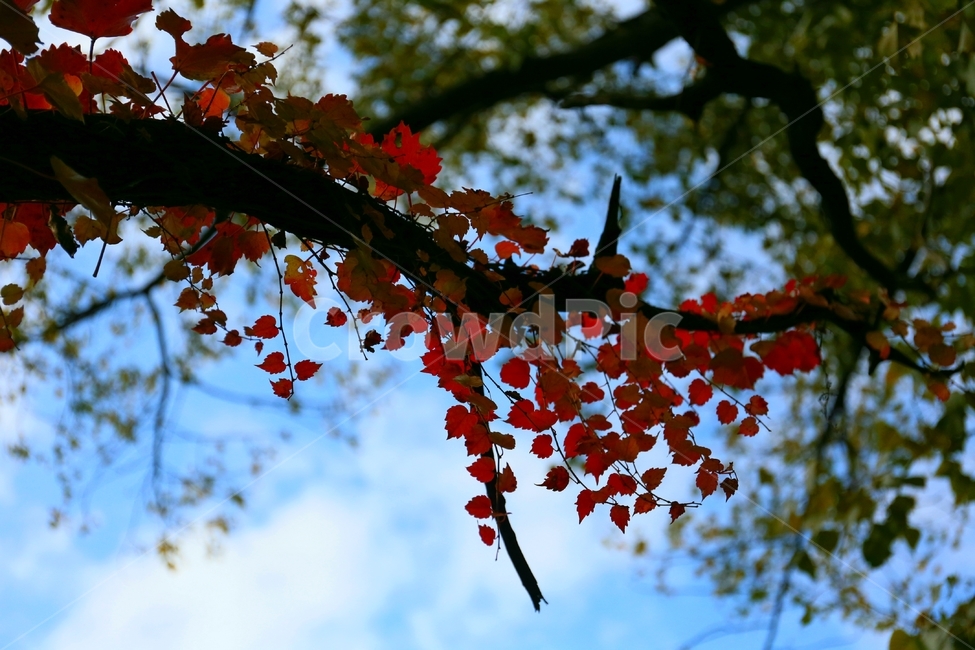 가을,단풍,plant,tree,잎,나무,trees,wood