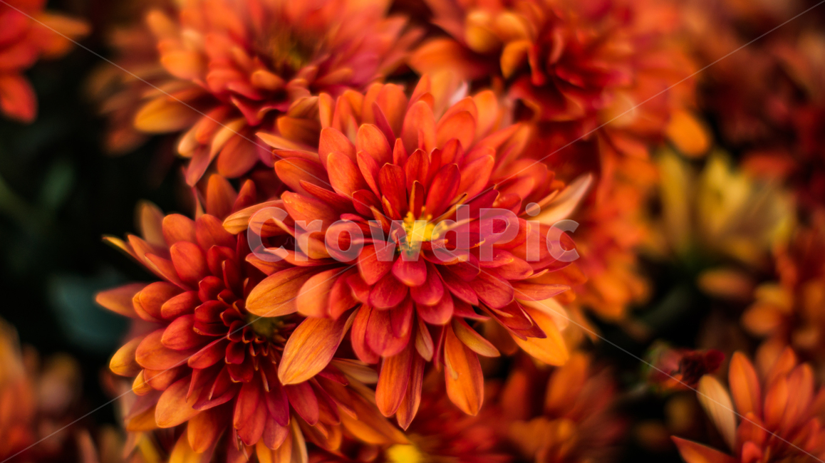 국화,꽃,식물,자연,야생화,들꽃,plant,blossom,flower,flowers,nature,식물,자연,plants,nature,꽃,flower