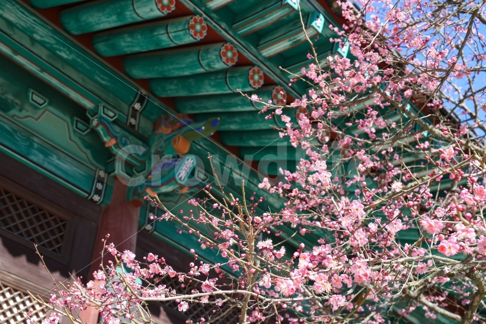 통도사,봄,절,홍매화,매화,꽃,화사함,식물,자연,plants,nature,한국전통,한국문화,korean traditional,korean culture,봄,계절,spring,season,꽃,flower,plant