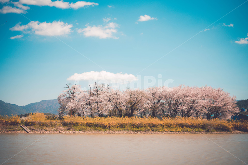 벚꽃,소류지,식물,파란하늘,풍경,봄,계절,spring,season,자연,풍경,nature,landscape,한국자연풍경,한국자연경관,korea nature landscape,감성,sensible,feeling,scenery,경치,panoramic,파노라마,outdoors,옥외,plant