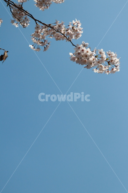 꽃,벚꽃,봄,하늘,자연,봄,계절,spring,season,식물,자연,plants,nature,꽃,flower,plant