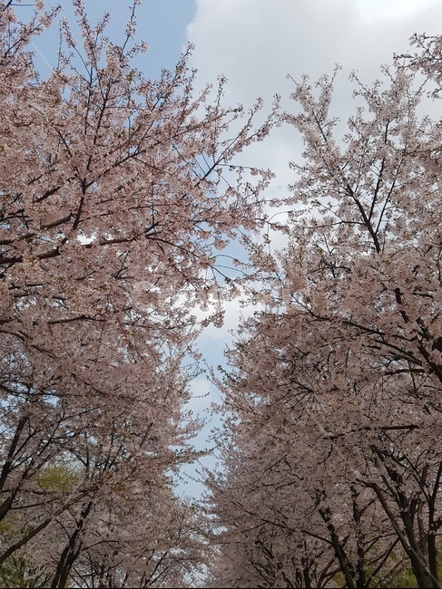 벚꽃,cherryblossom,blossom,꽃,식물,flower,plant,봄,spring,꽃,flower,나무,trees,wood