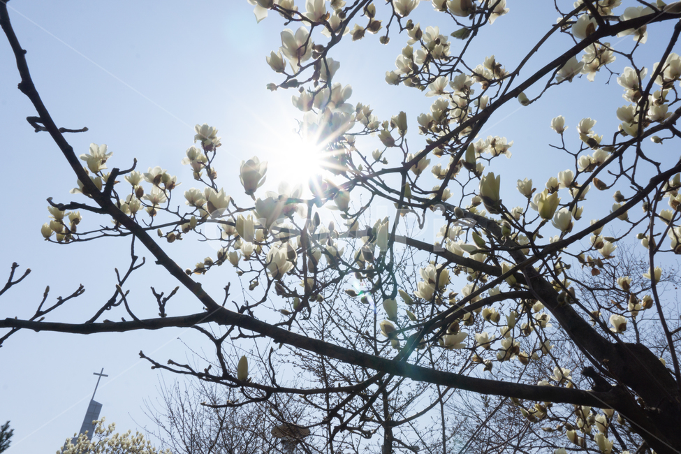 나무,꽃,햇살,햇빛,자연,하얀꽃,꽃열매,봄,계절,spring,season,식물,자연,plants,nature,꽃,flower,나무,trees,wood,plant,flare,플레어,light,빛,blossom,cherry blossom,벚꽃
