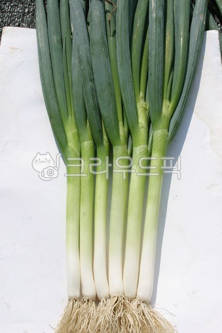 food,대파,파,채소,음식