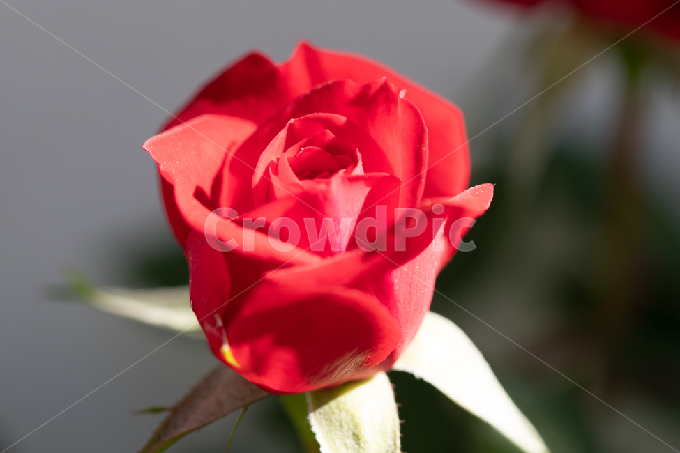 자연,꽃,장미,붉은색,rose,붉은장미,봄,계절,spring,season,식물,자연,plants,nature,꽃,flower,blossom,plant