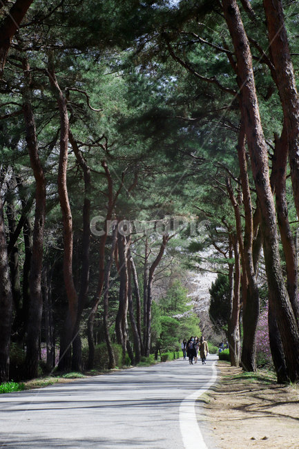 rest,healing,Mulhyanggi Arboretum,nature,tree,forest road,tree road,landscape,metasequoia
