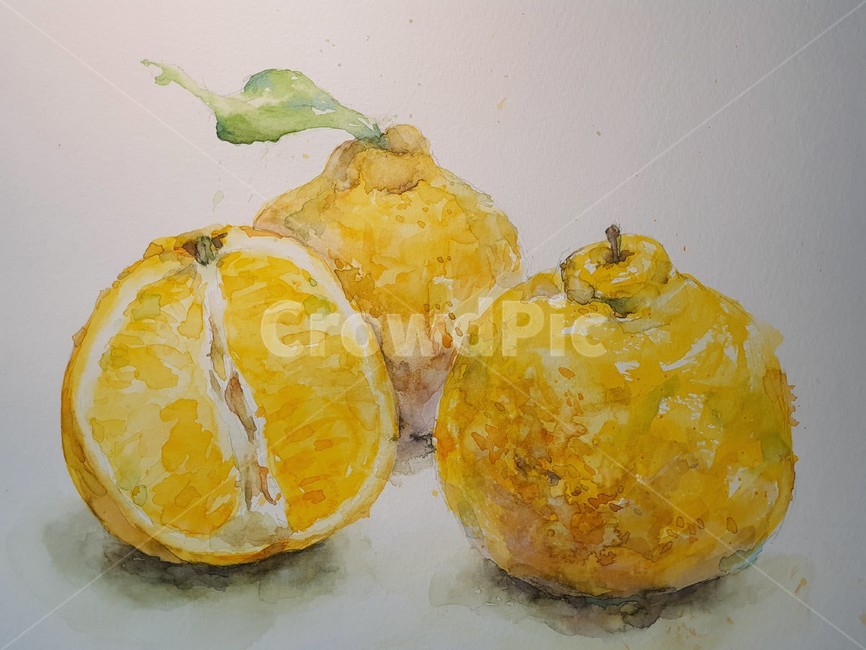 감귤류과일,과일,음식,food,식물,fruit,produce,citrusfruit,plant,한라봉,수채화,제주도과일,watercolor