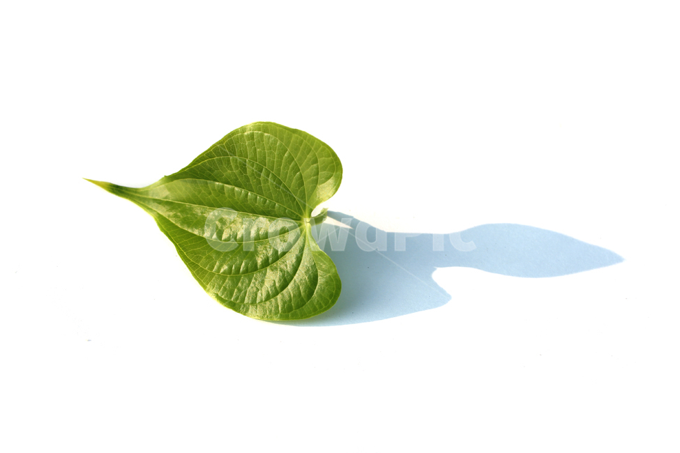 closeup,fresh,green,heart,heartshape,leaf,leaves,natural,nature,plant,sponge gourd,클로즈업,신선한,그린,녹색,하트,하트모양,모양,하트잎,잎,나뭇잎,잎사귀,초록색,자연,식물,수세미잎,흰배경,그림자,식물,자연,plants,nature,누끼,remove background