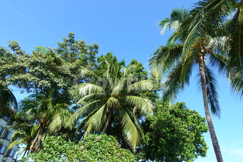 야자수,여름,잎,푸른,하늘,나무,맑음,식물,자연,plants,nature,trees,wood,palm,coconut